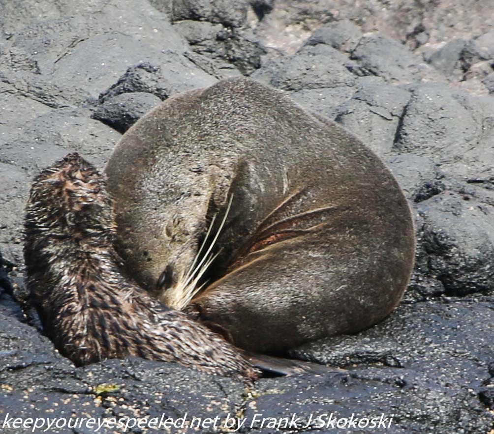 New-Zealand-Day-Thirteen-Dunedin-Otaga-Peninsula-fur-seals-and-sea-lions-11-of-17