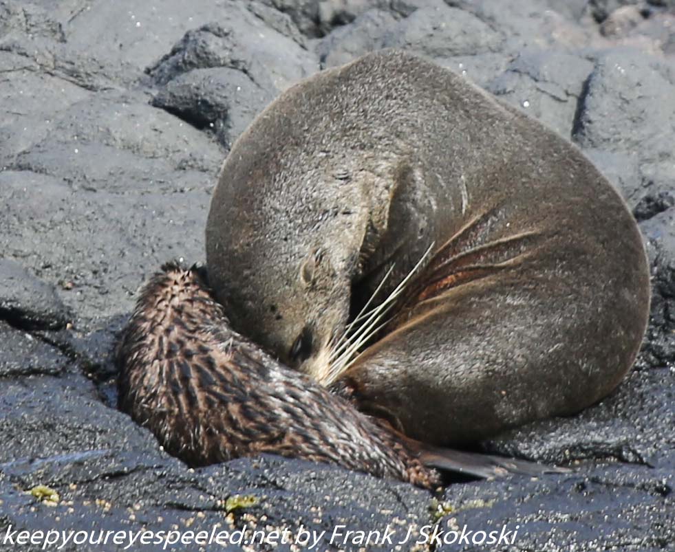 New-Zealand-Day-Thirteen-Dunedin-Otaga-Peninsula-fur-seals-and-sea-lions-12-of-17