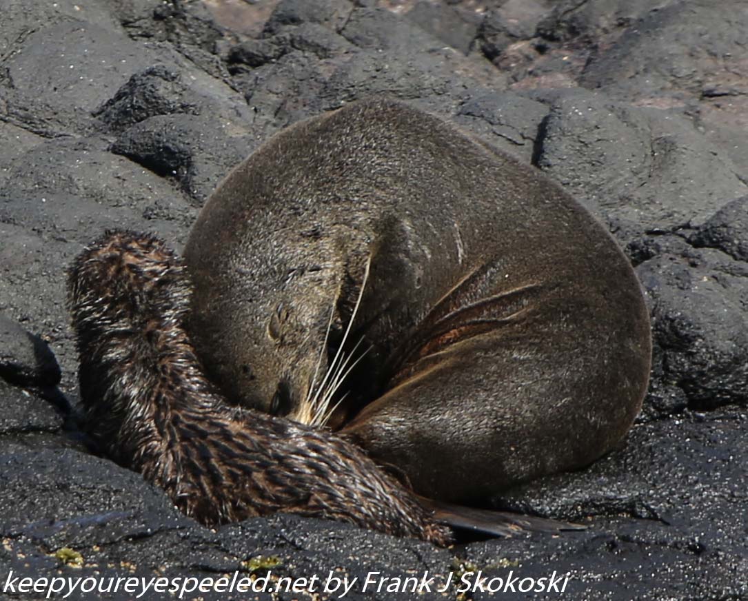 New-Zealand-Day-Thirteen-Dunedin-Otaga-Peninsula-fur-seals-and-sea-lions-13-of-17