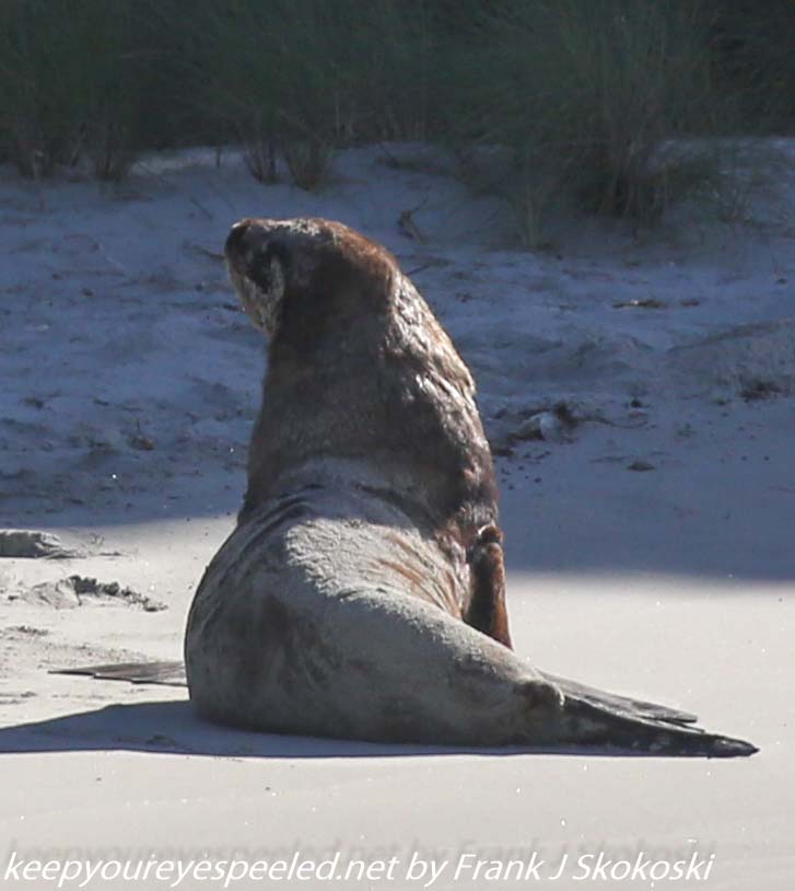 New-Zealand-Day-Thirteen-Dunedin-Otaga-Peninsula-fur-seals-and-sea-lions-17-of-17