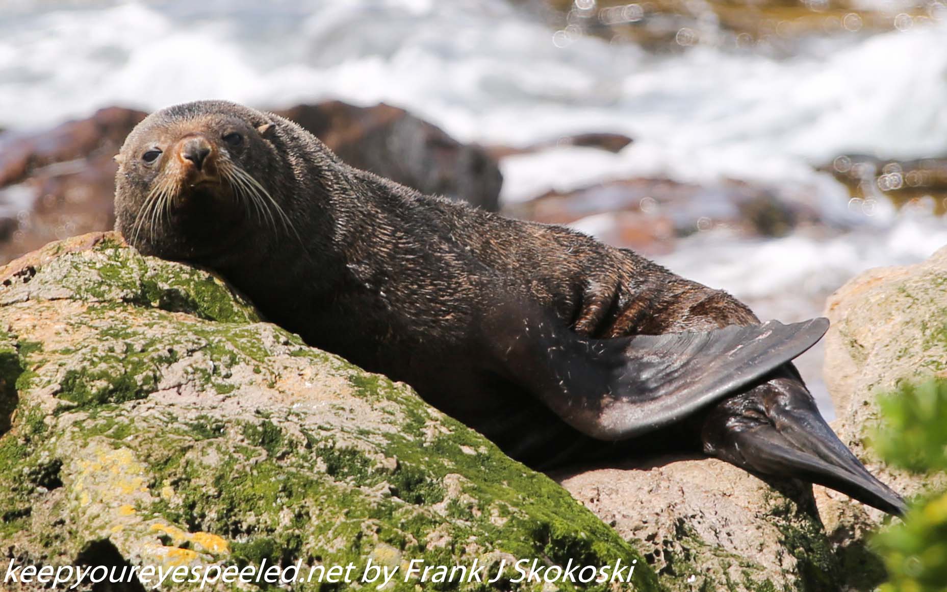 New-Zealand-Day-Thirteen-Dunedin-Otaga-Peninsula-fur-seals-and-sea-lions-2-of-17