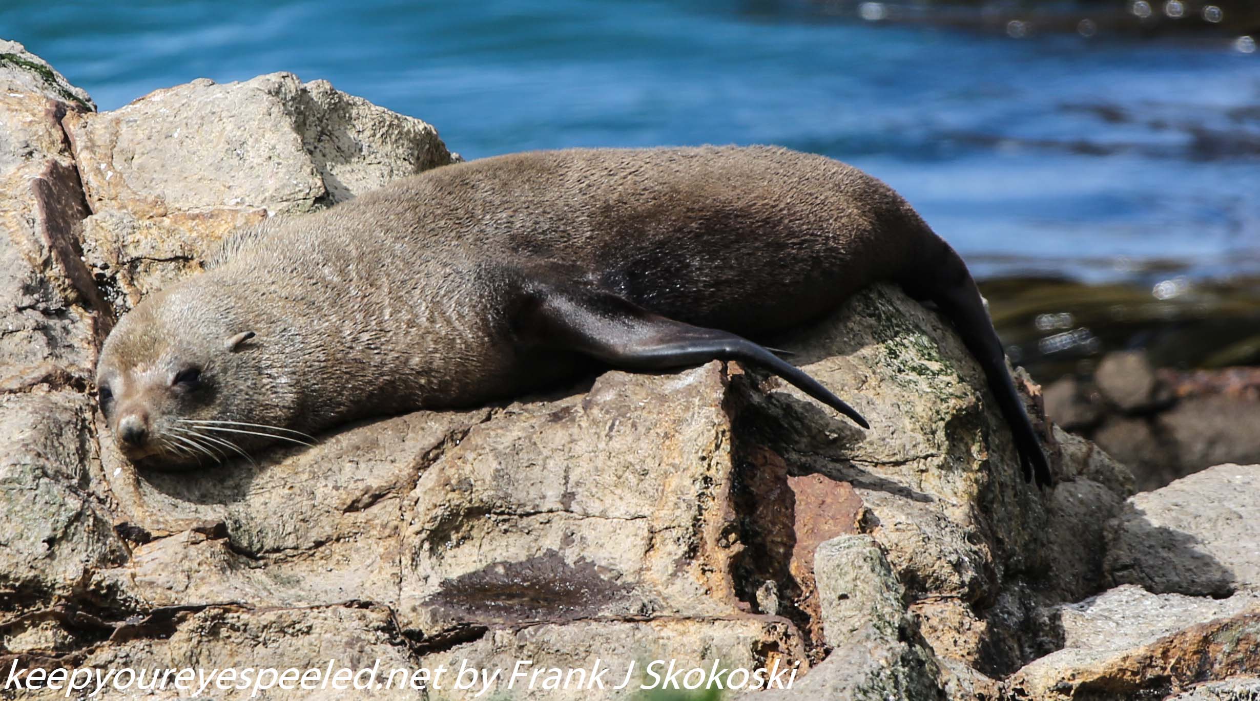 New-Zealand-Day-Thirteen-Dunedin-Otaga-Peninsula-fur-seals-and-sea-lions-3-of-17