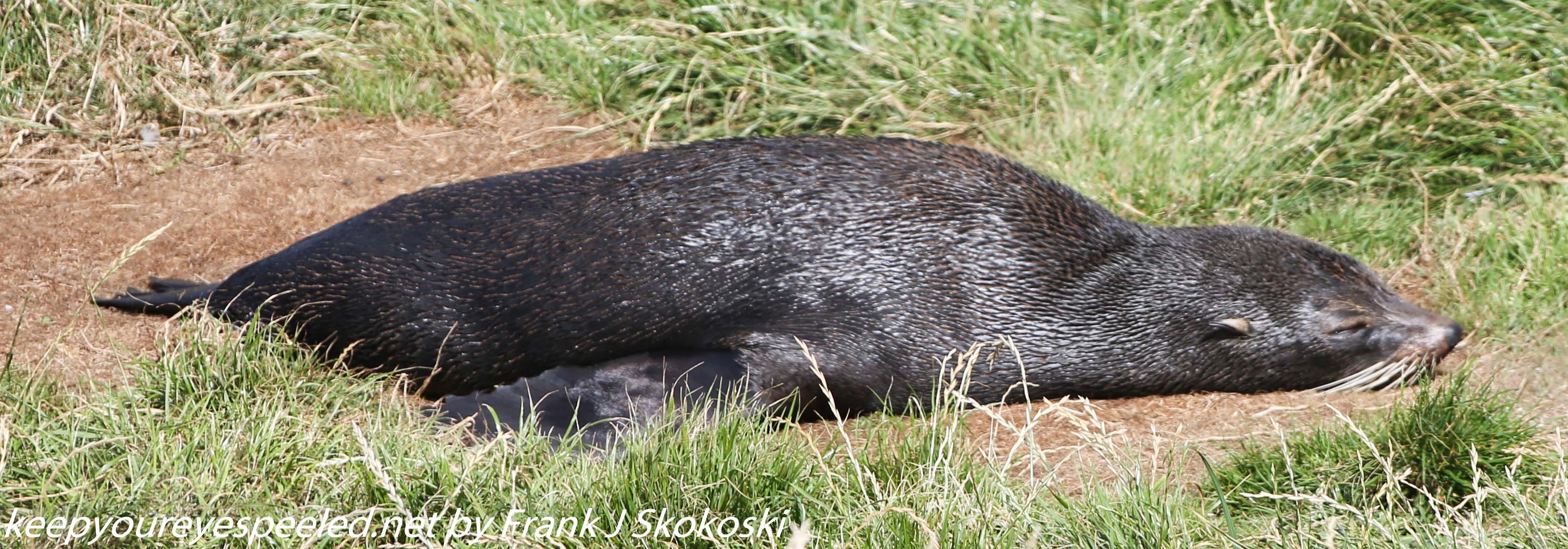 New-Zealand-Day-Thirteen-Dunedin-Otaga-Peninsula-fur-seals-and-sea-lions-4-of-17