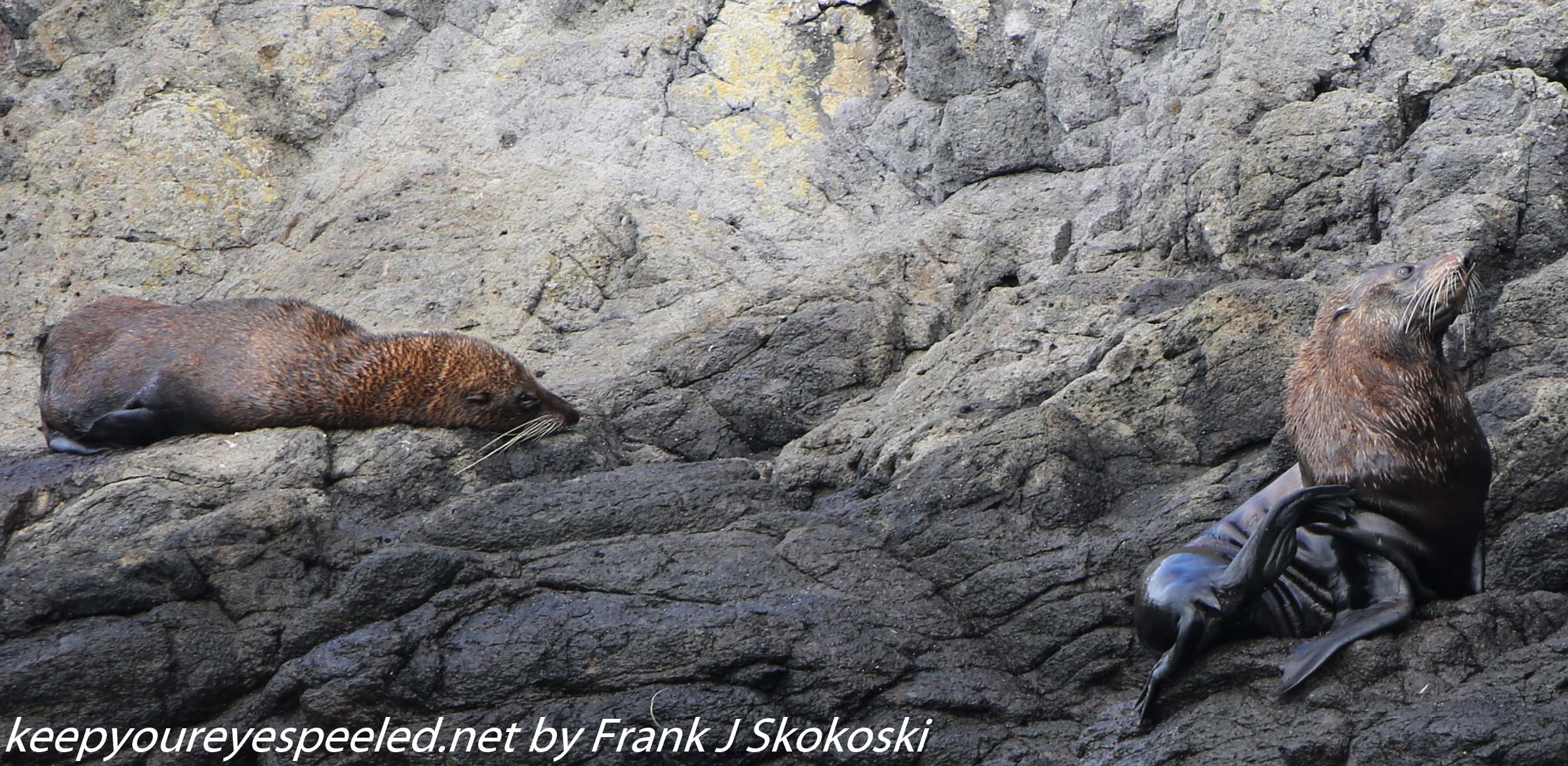 New-Zealand-Day-Thirteen-Dunedin-Otaga-Peninsula-fur-seals-and-sea-lions-6-of-17