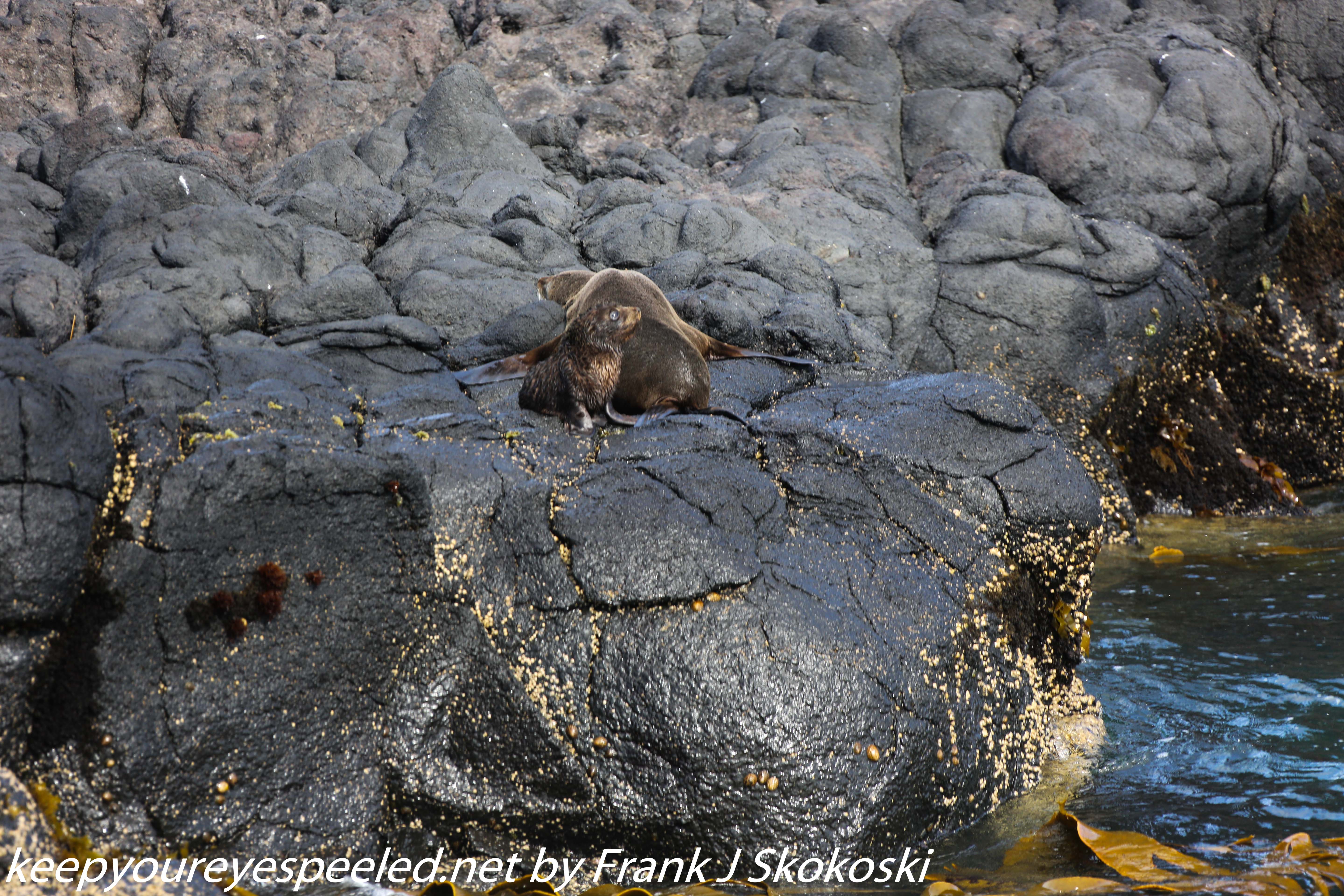 New-Zealand-Day-Thirteen-Dunedin-Otaga-Peninsula-fur-seals-and-sea-lions-7-of-17