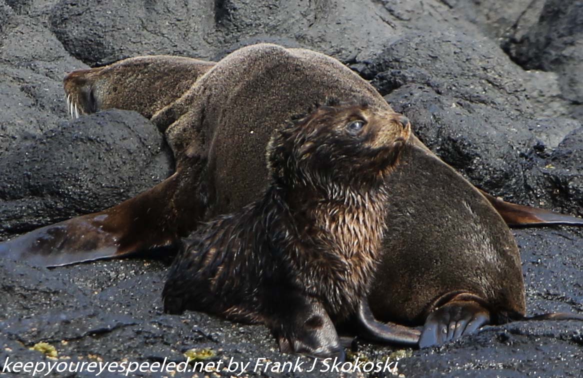 New-Zealand-Day-Thirteen-Dunedin-Otaga-Peninsula-fur-seals-and-sea-lions-8-of-17