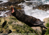 New-Zealand-Day-Thirteen-Dunedin-Otaga-Peninsula-fur-seals-and-sea-lions-1-of-17