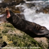 New-Zealand-Day-Thirteen-Dunedin-Otaga-Peninsula-fur-seals-and-sea-lions-1-of-17