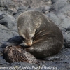 New-Zealand-Day-Thirteen-Dunedin-Otaga-Peninsula-fur-seals-and-sea-lions-10-of-17