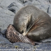 New-Zealand-Day-Thirteen-Dunedin-Otaga-Peninsula-fur-seals-and-sea-lions-12-of-17