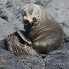 New-Zealand-Day-Thirteen-Dunedin-Otaga-Peninsula-fur-seals-and-sea-lions-14-of-17