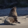 New-Zealand-Day-Thirteen-Dunedin-Otaga-Peninsula-fur-seals-and-sea-lions-15-of-17