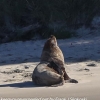 New-Zealand-Day-Thirteen-Dunedin-Otaga-Peninsula-fur-seals-and-sea-lions-16-of-17