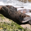 New-Zealand-Day-Thirteen-Dunedin-Otaga-Peninsula-fur-seals-and-sea-lions-2-of-17