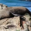 New-Zealand-Day-Thirteen-Dunedin-Otaga-Peninsula-fur-seals-and-sea-lions-3-of-17