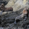 New-Zealand-Day-Thirteen-Dunedin-Otaga-Peninsula-fur-seals-and-sea-lions-5-of-17