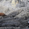 New-Zealand-Day-Thirteen-Dunedin-Otaga-Peninsula-fur-seals-and-sea-lions-6-of-17