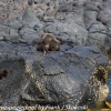 New-Zealand-Day-Thirteen-Dunedin-Otaga-Peninsula-fur-seals-and-sea-lions-7-of-17