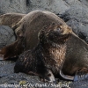 New-Zealand-Day-Thirteen-Dunedin-Otaga-Peninsula-fur-seals-and-sea-lions-8-of-17