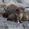 New-Zealand-Day-Thirteen-Dunedin-Otaga-Peninsula-fur-seals-and-sea-lions-9-of-17