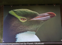 New-Zealand-Day-Thirteen-Dunedin-Otaga-Peninsula-yelow-eyed-penguins-walk-1-of-21