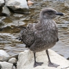New-Zealand-Day-Twelve-Dunedin-birds-1-of-3