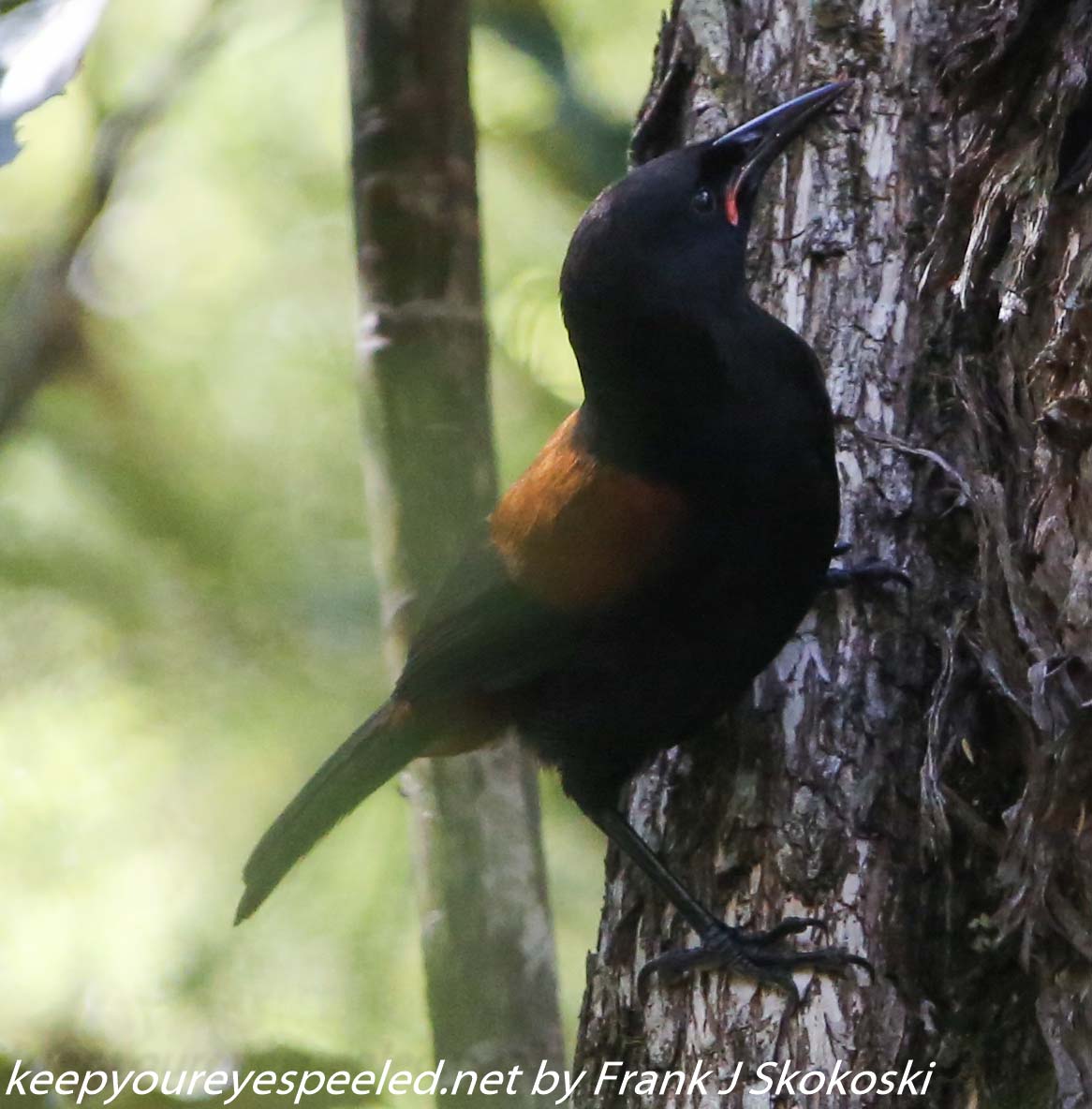New-zealand-Day-Twenty-Auckland-Rangitoto-birds-11-of-15