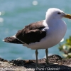 New-zealand-Day-Twenty-Auckland-Rangitoto-birds-13-of-15
