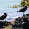New-zealand-Day-Twenty-Auckland-Rangitoto-birds-15-of-15