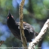 New-zealand-Day-Twenty-Auckland-Rangitoto-birds-8-of-15