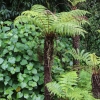 New-Zealand-Christchurch-botnical-gardens-19-of-35