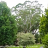 New-Zealand-Christchurch-botnical-gardens-21-of-35