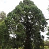New-Zealand-Christchurch-botnical-gardens-8-of-35