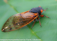 Nockamixon State park cicadas June 12 2021 