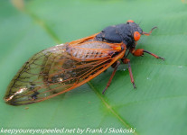 Nockamixon-cicadas-1-of-30