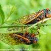 Nockamixon-cicadas-37-of-42