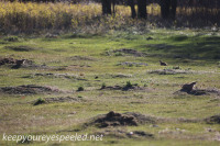 North Dakota Sully's Hill prarie dogs October 15 2015