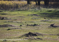 North Dakota prarie dogs (1 of 1)