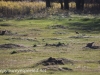 North Dakota prarie dogs (1 of 1)