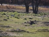 North Dakota prarie dogs (1 of 4)