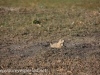 North Dakota prarie dogs (4 of 4)