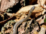 Northern brown snake