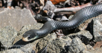 Northern Racer snake 