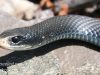 black snake -11