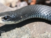 black snake -12