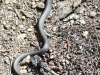 black snake -19