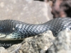 black snake -2