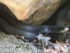 black snake -21