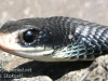 black snake -3