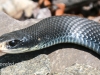 black snake -4